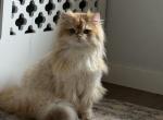 Toulouse - British Shorthair Kitten For Adoption - Marshalltown&comma; IA&comma; US