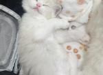 Ragdoll Kittens Ready Now - Ragdoll Kitten For Sale - 