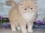 Persian Kittens  ready forever - Persian Kitten For Sale - Boston&comma; MA&comma; US