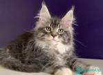 Quim - Maine Coon Kitten For Sale - Miami&comma; FL&comma; US