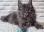 Tarik - Maine Coon Kitten For Sale - Miami&comma; FL&comma; US
