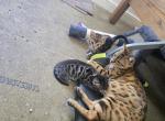 Bengal  Kittens Ready Now - Bengal Kitten For Sale - 