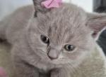 British shorthair Kittens Ready Now - British Shorthair Kitten For Sale - Lawrence&comma; KS&comma; US