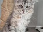 Maine Coon Kittens For Sale - Maine Coon Kitten For Sale - 