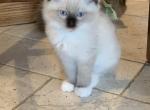 Ragdoll Kittens Ready Now - Ragdoll Kitten For Sale - 