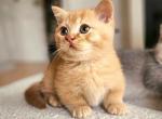Munchkin Kittens Ready Now - Munchkin Kitten For Sale - Lawrence&comma; KS&comma; US