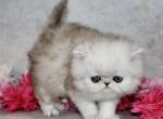 Persian Kittens  ready forever - Persian Kitten For Sale - Lawrence&comma; KS&comma; US
