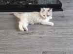 Ragdoll Kittens Ready Now - Ragdoll Kitten For Adoption - 