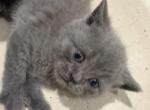 British shorthair Kittens Ready Now - British Shorthair Kitten For Sale - 