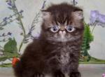 Persian Kittens  ready forever - Persian Kitten For Sale - Louisville&comma; KY&comma; US