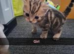 Bengal Kittens Ready Now - Bengal Kitten For Sale - Louisville&comma; KY&comma; US