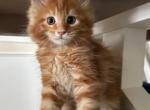 Maya - Maine Coon Kitten For Sale - North Port&comma; FL&comma; US