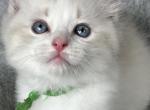 Available Lynx Bicolor Prince 3 - Ragdoll Kitten For Sale - Columbia&comma; MD&comma; US