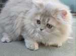 Winter Cherry - Scottish Straight Kitten For Sale - Denver&comma; CO&comma; US