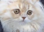 Winter Cherry - Scottish Straight Kitten For Sale - Denver&comma; CO&comma; US