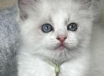 Available Bicolor Prince 2 - Ragdoll Kitten For Sale - Columbia&comma; MD&comma; US