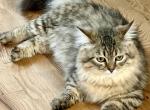 Munchkin Scottish Kilt - Munchkin Kitten For Sale - 