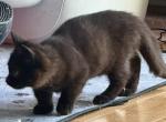 Munchkin - Scottish Fold Kitten For Sale - White Plains&comma; NY&comma; US