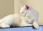 Siberian Neva Masquerade Kittens - Siberian Kitten For Sale - White Plains&comma; NY&comma; US
