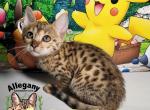 F4 Savannah Male Brock - Savannah Kitten For Sale - Warren&comma; PA&comma; US