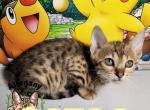 F4 Savannah Female Misty - Savannah Kitten For Sale - Warren&comma; PA&comma; US