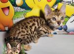 F4 Savannah Female Pikachu - Savannah Kitten For Sale - Warren&comma; PA&comma; US
