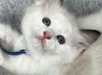 Available Bicolor Prince 4 - Ragdoll Kitten For Sale - Columbia&comma; MD&comma; US