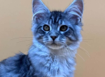 Fernando - Maine Coon Kitten For Sale - Brighton&comma; CO&comma; US