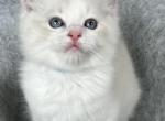 RESERVED Haneul Park - Ragdoll Kitten For Sale - Columbia&comma; MD&comma; US