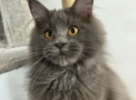 Forest - Maine Coon Kitten For Sale - Brighton&comma; CO&comma; US