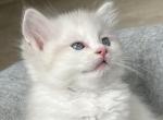 RESERVED Brunson's Princess - Ragdoll Kitten For Sale - Columbia&comma; MD&comma; US
