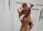 Sphynx - Sphynx Kitten For Sale - Reading&comma; PA&comma; US