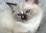 Available Seal Point Prince 1 - Ragdoll Kitten For Sale - Columbia&comma; MD&comma; US