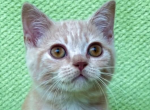 Yukito - British Shorthair Kitten For Sale - Brighton&comma; CO&comma; US