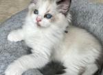 Blue da Silva - Ragdoll Kitten For Sale - 