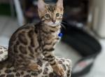 Topaz - Bengal Kitten For Sale - Holmes&comma; NY&comma; US