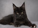 Nemo - Maine Coon Kitten For Sale - Brighton&comma; CO&comma; US
