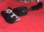 Kantu's kitties - Domestic Kitten For Sale - Canfield&comma; OH&comma; US
