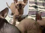 Luna litter - Sphynx Kitten For Adoption - San Diego&comma; CA&comma; US