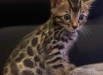 Roy - Bengal Kitten For Sale - 