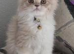 2 males - Persian Kitten For Sale - Las Vegas&comma; NV&comma; US