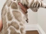 Silver Mink male - Bengal Kitten For Sale - 