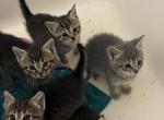 Greg - Domestic Kitten For Adoption - Villa Rica&comma; GA&comma; US