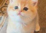 Gold - British Shorthair Kitten For Sale - Parkland&comma; FL&comma; US