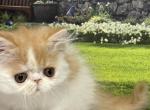 Walter - Persian Kitten For Sale - Lakeland&comma; FL&comma; US