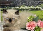 Mara - Himalayan Kitten For Sale - Lakeland&comma; FL&comma; US