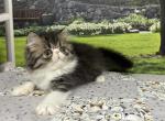Maisie - Persian Kitten For Sale - Lakeland&comma; FL&comma; US
