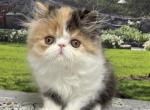 Gaby - Persian Kitten For Sale - Lakeland&comma; FL&comma; US