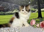 Tilly - Persian Kitten For Sale - 