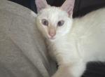 Flame point Siamese - Siamese Kitten For Sale - Dearborn&comma; MI&comma; US